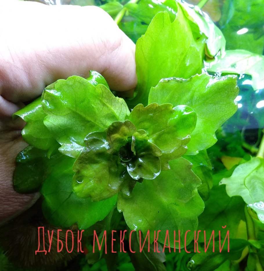 Мексиканский трихокоронис