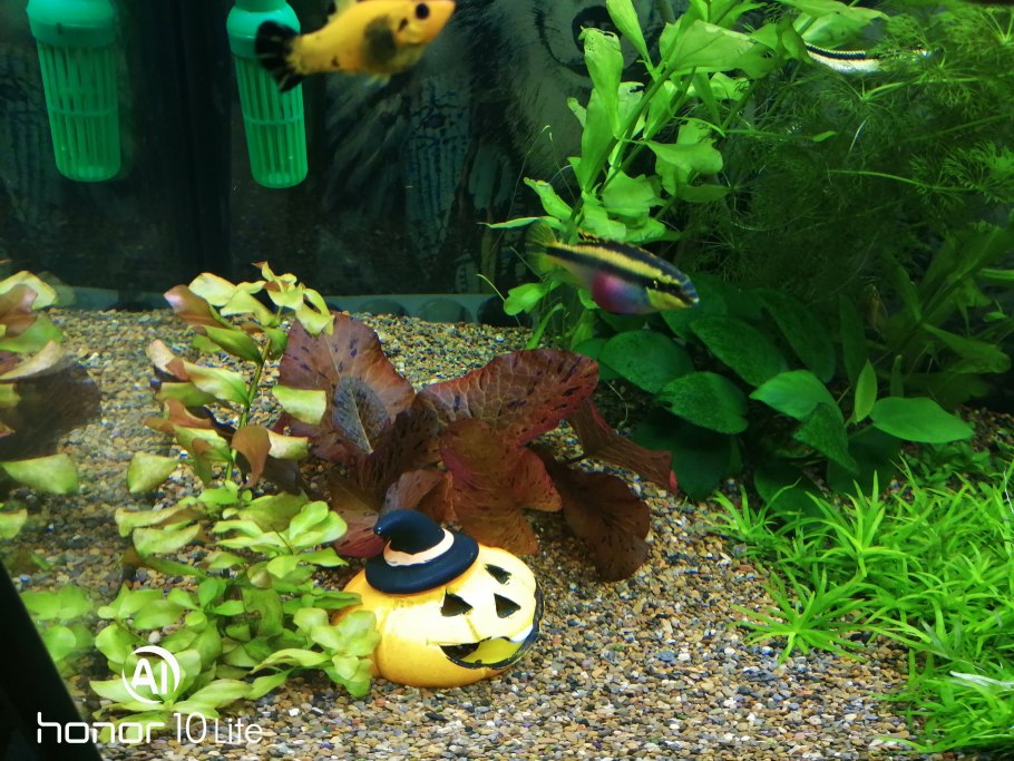 Аквариумные растения в Лабинске купить на авито