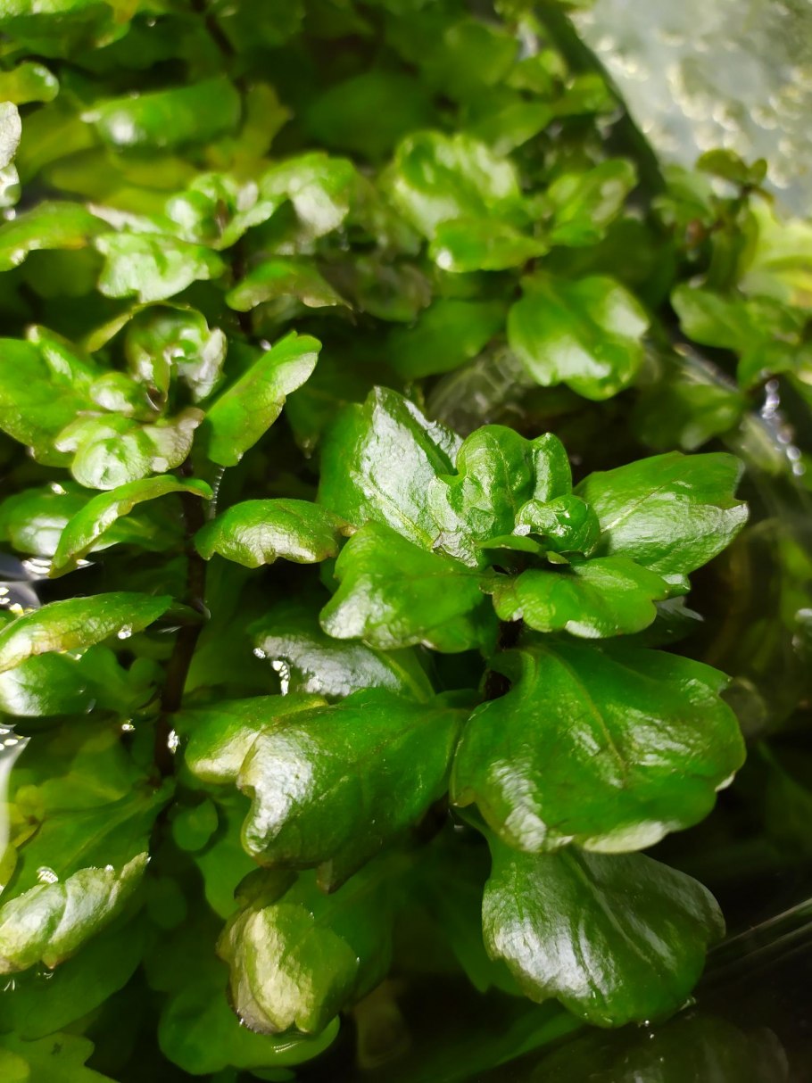 Trichocoronis rivularis