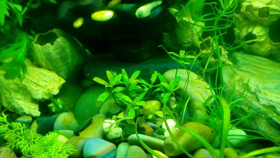 Лилеопсис аквариумное растение