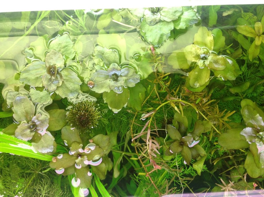 Дубок мексиканский 30 рублей