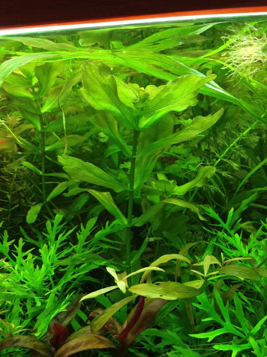 Дубок аквариумное растение