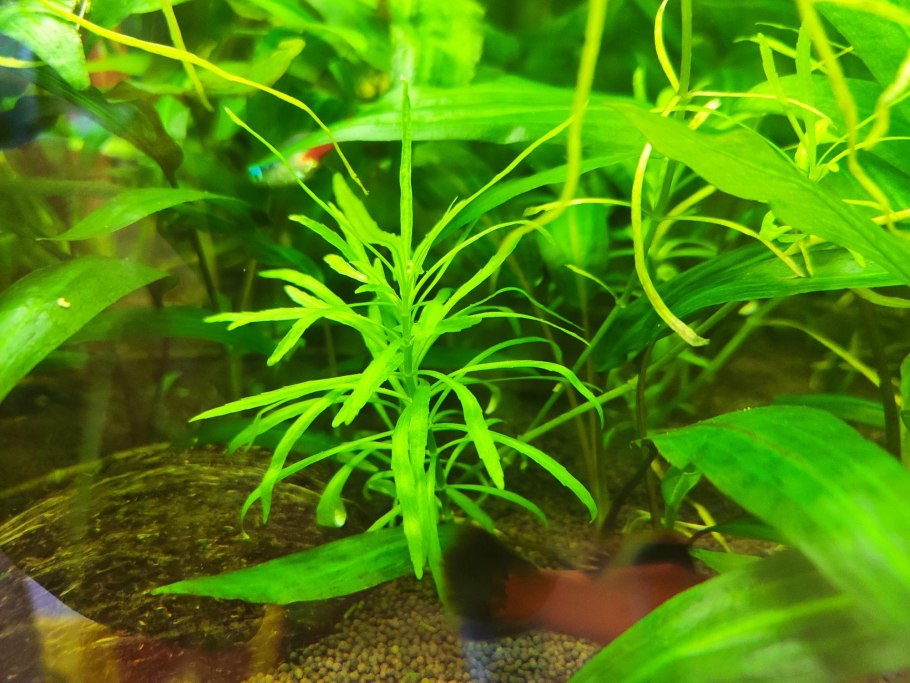 Эхинодорус Рубра