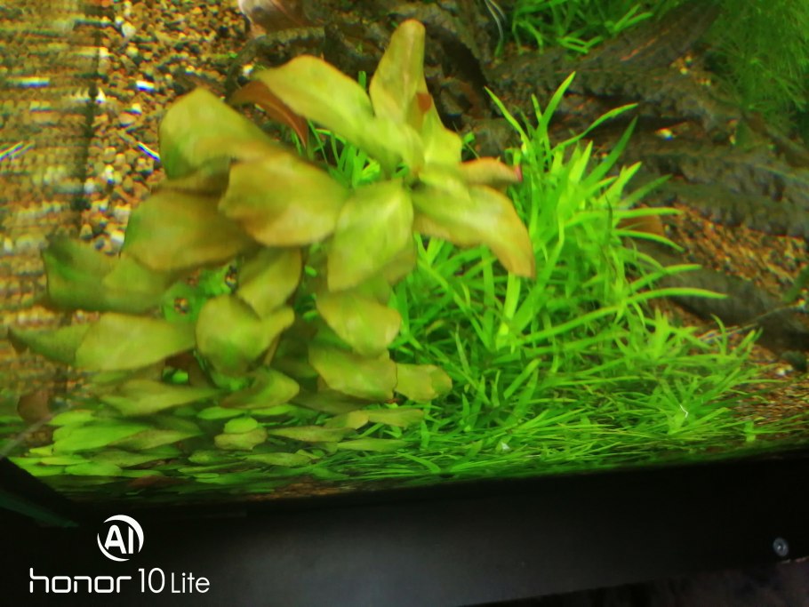 Медленнорастущие аквариумные растения