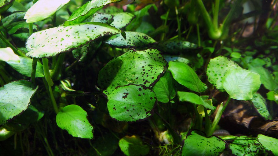 Эхинодорус Монте Карло