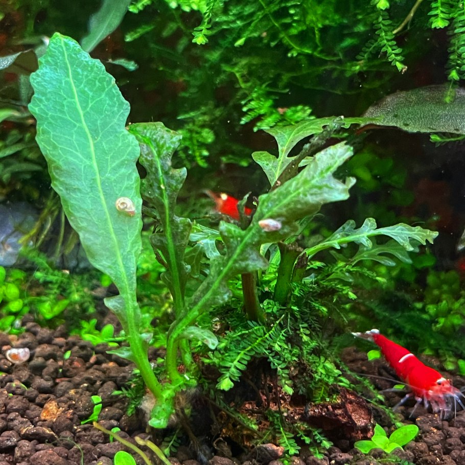 Пластиковые растения в аквариуме почернели