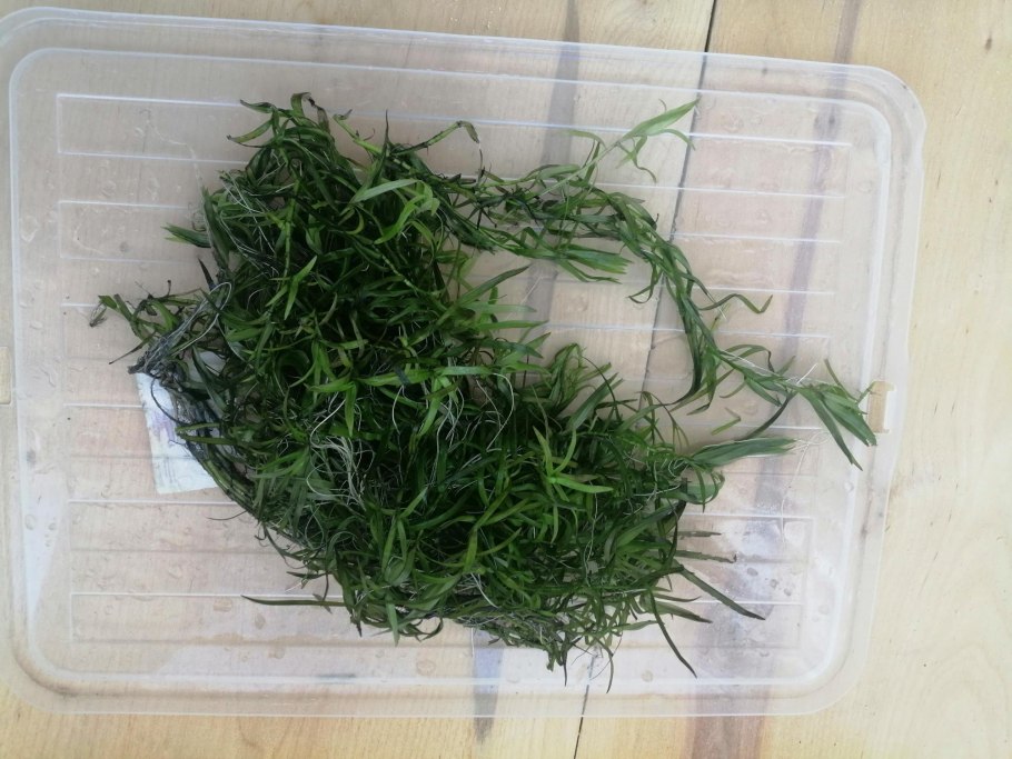 Аквариумные растения из сушки