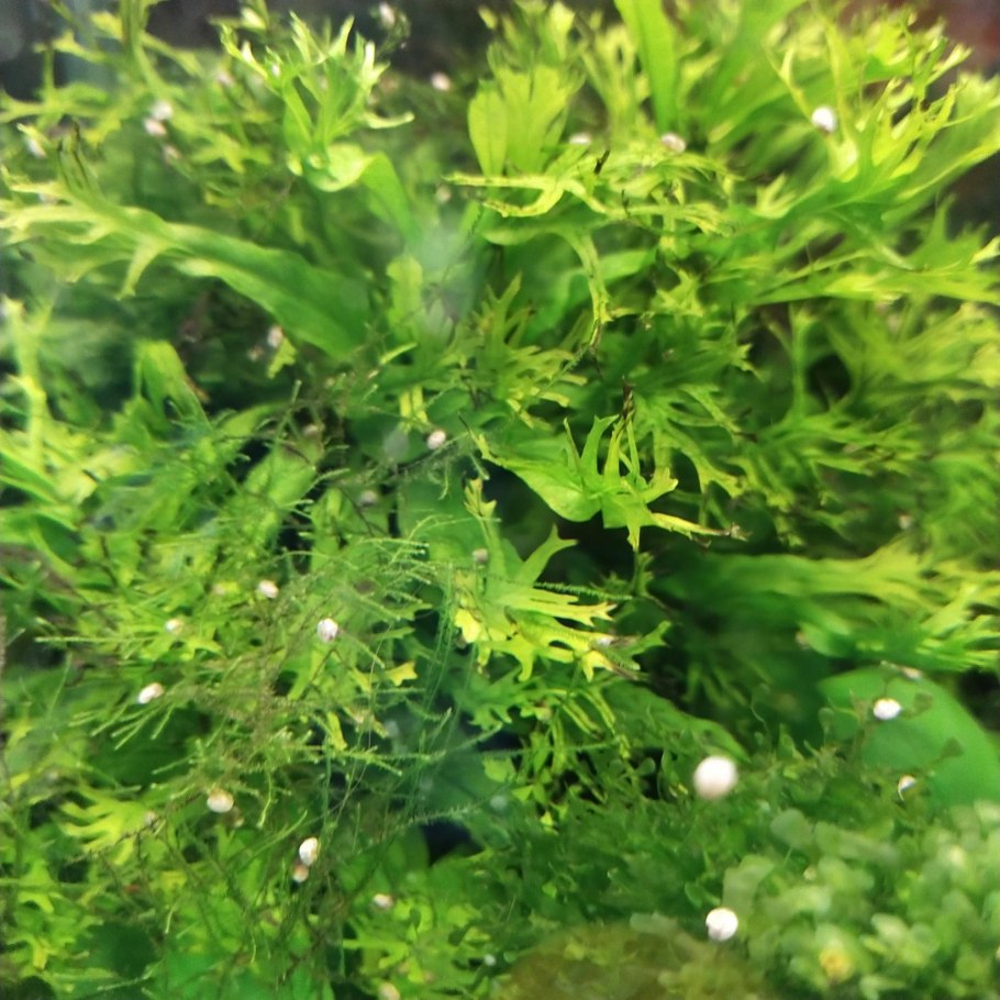 Ротала Наньеншан