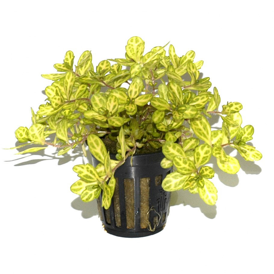 Shinnersia rivularis