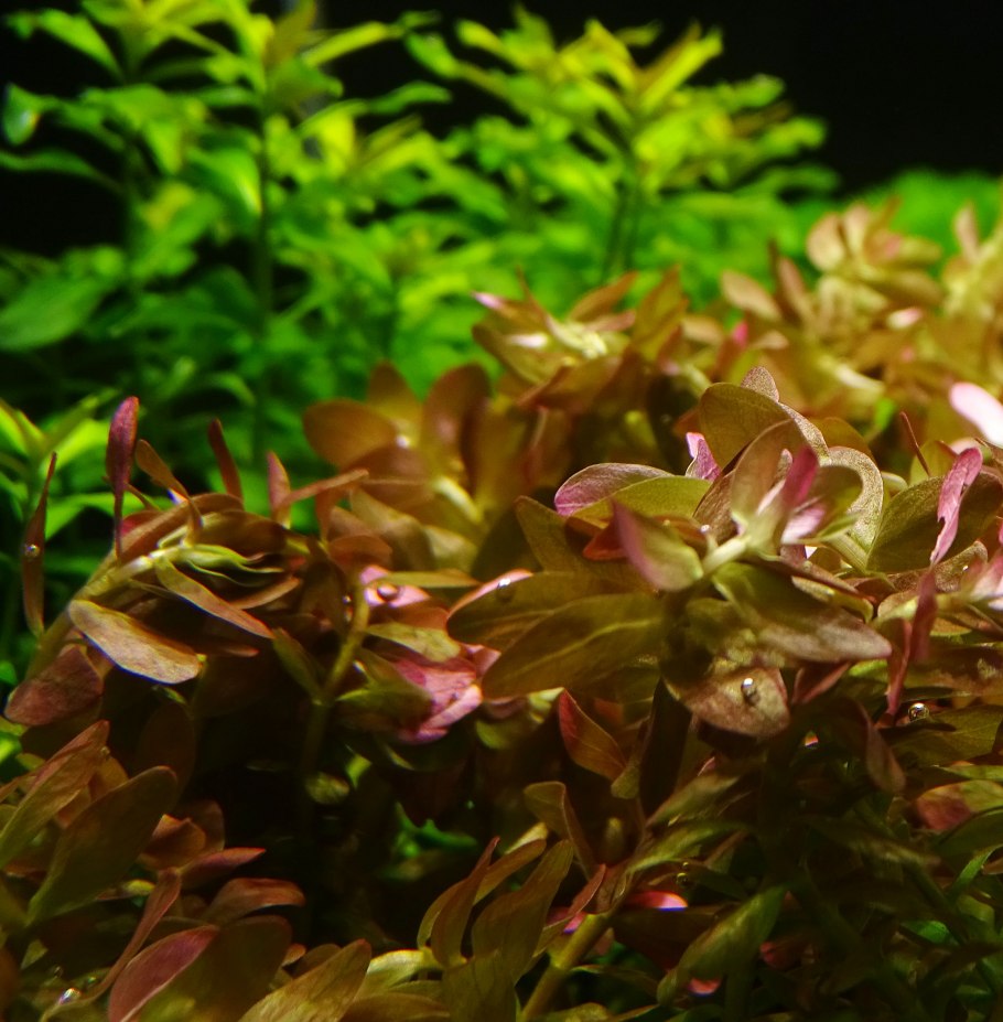 Ротала индийская (Rotala Indica)
