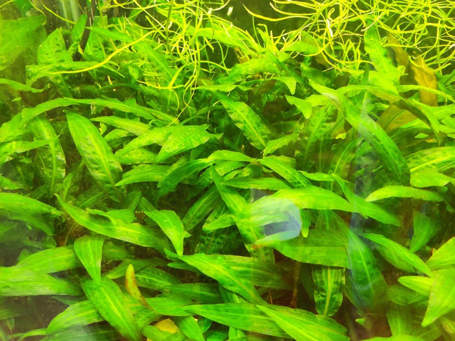 Эхинодорус хамелеон зелёный