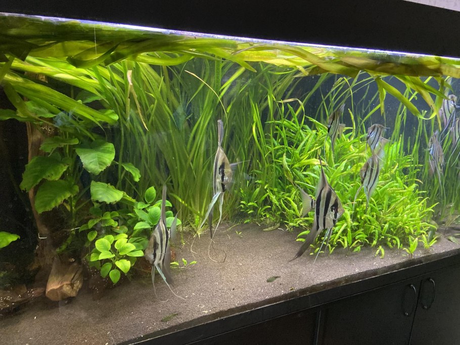 Трава для креветок в аквариуме