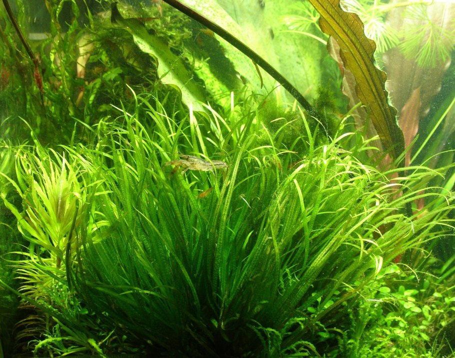 Бликса аквариумное растение
