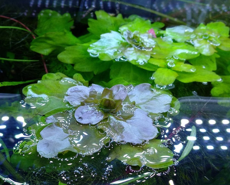 Дубок мексиканский