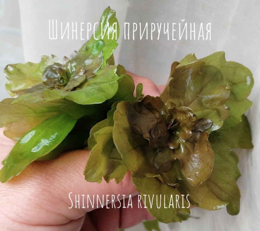 Шинерсия Приручейная белесая