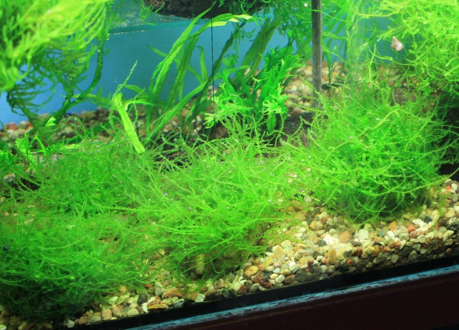 Мох яванский аквариумное растение
