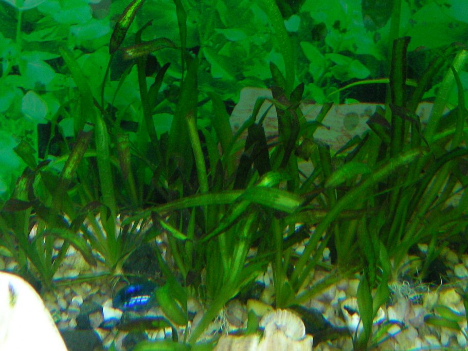 Валлиснерия гигантская аквариумное растение