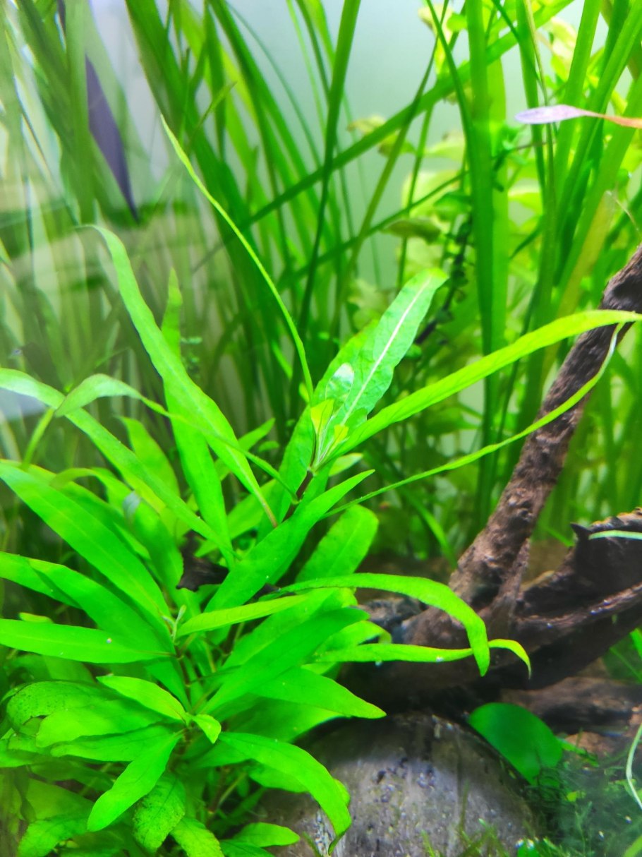 Аквариумное растение лимонник