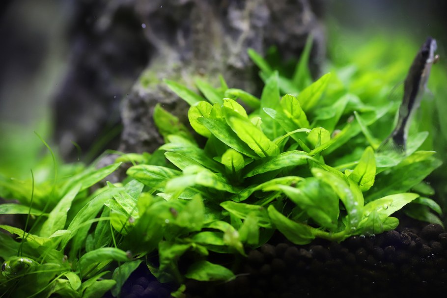 Стаурогин репенс аквариумное растение