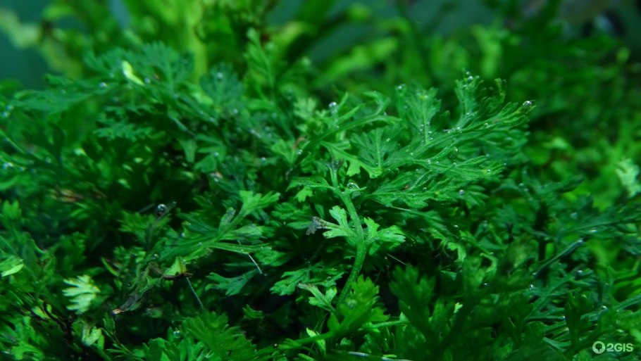 Дубок аквариумное растение