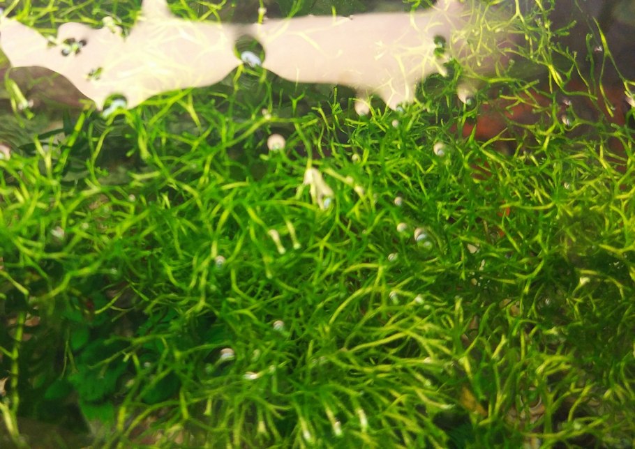 Мексиканский дубок аквариумное растение