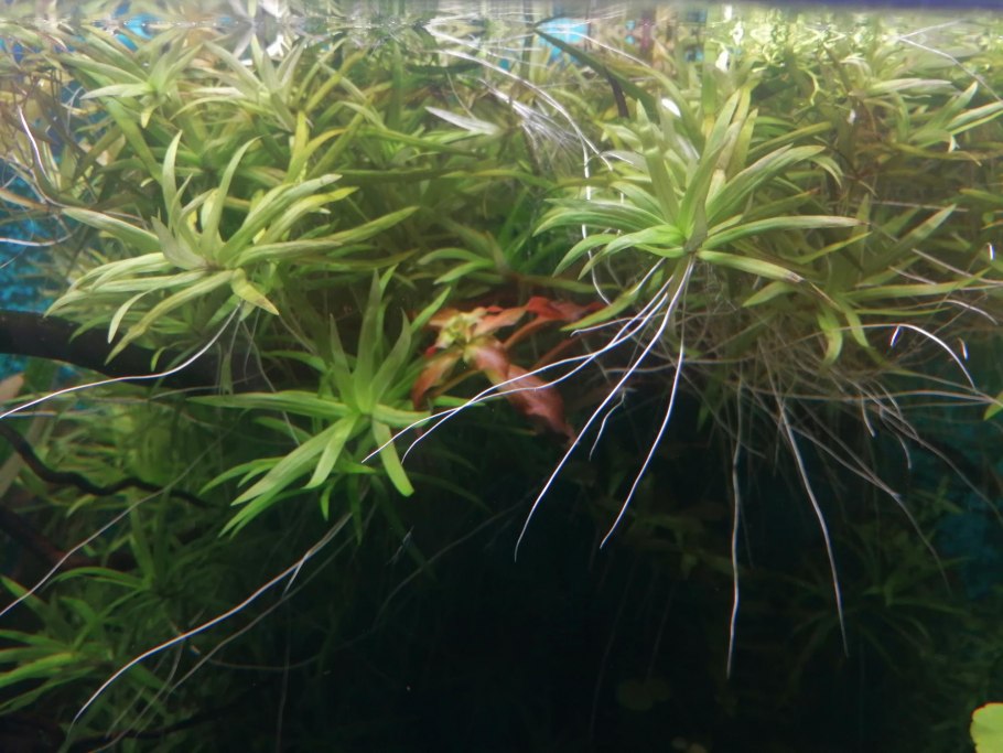 Прополка аквариумных растений