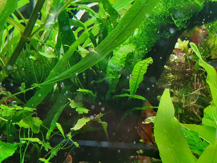 Стаурогин фиолетовый