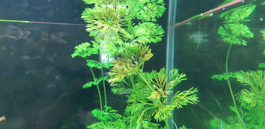 Амбулия аквариумное растение