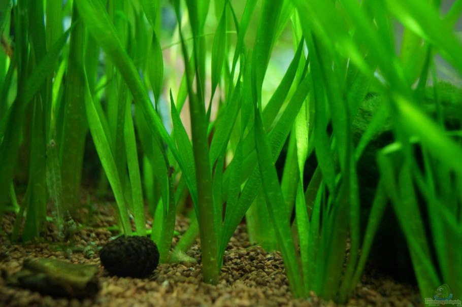 Валлиснерия аквариумное растение