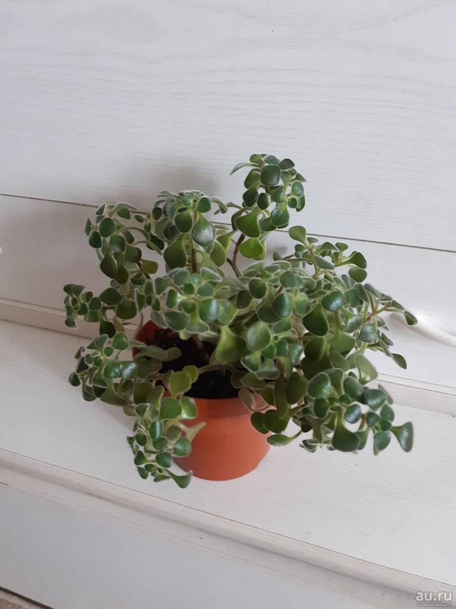 Аихризон цветок