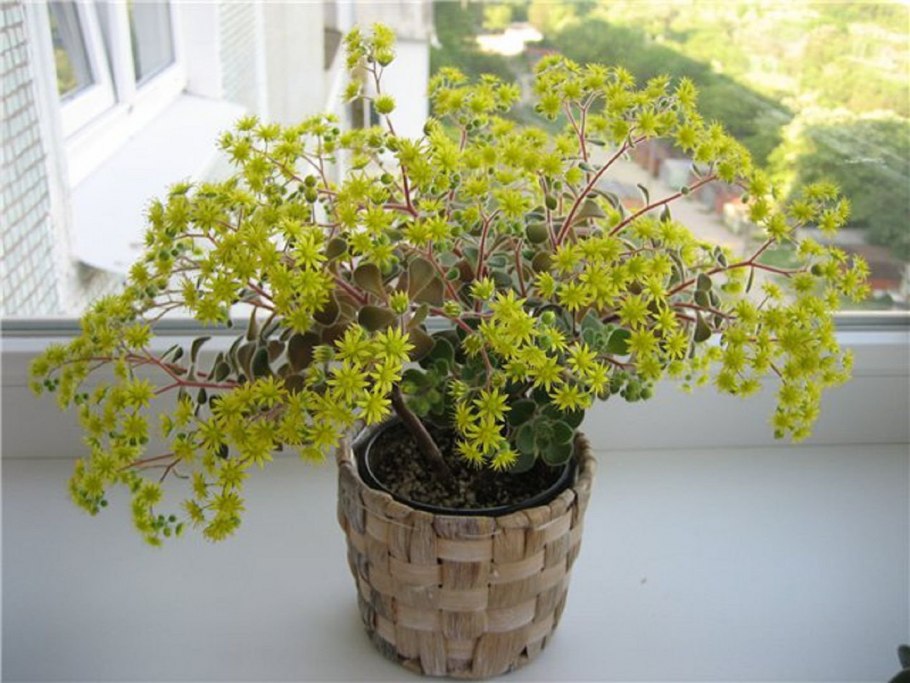 Аихризон бонсай