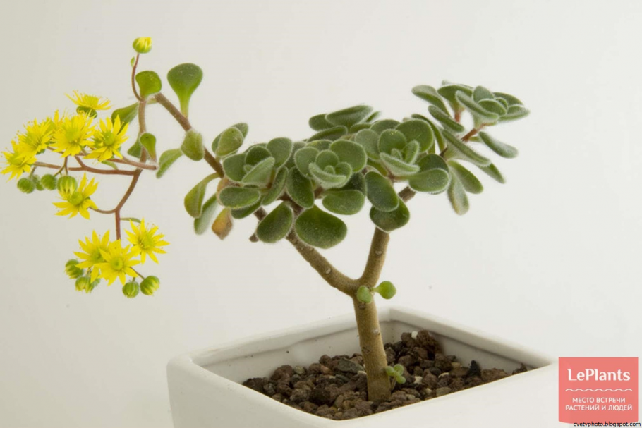 Аихризон цветок