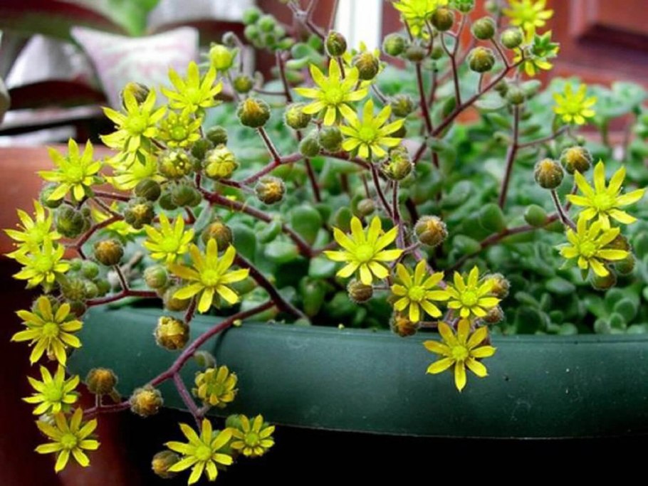 Аихризон дерево любви