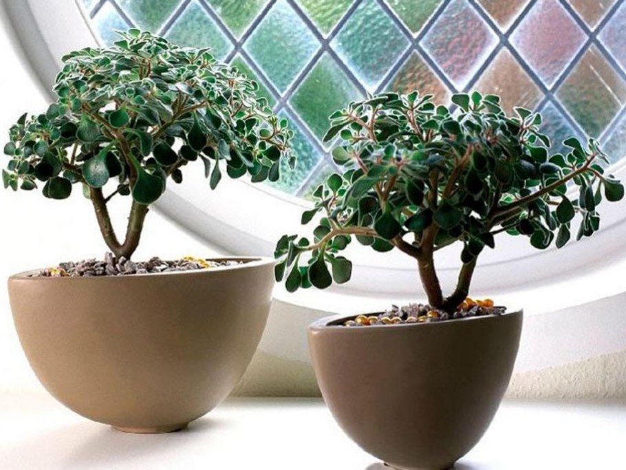 Аихризон и денежное дерево