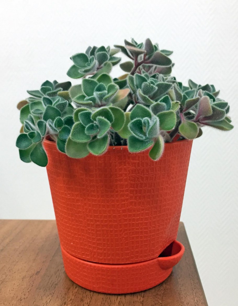 Толстянка аихризон