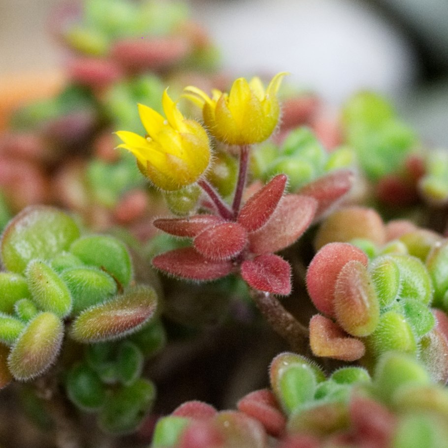 Аихризон цветок