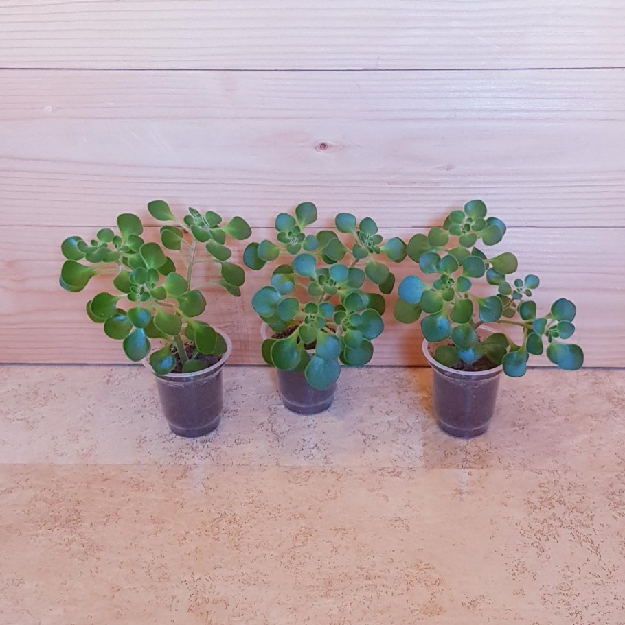 Аихризон Twister