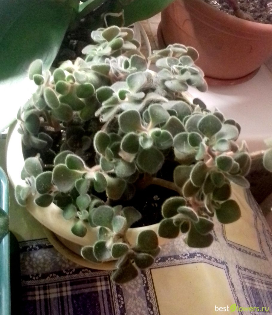 Цветок аихризон дерево счастья