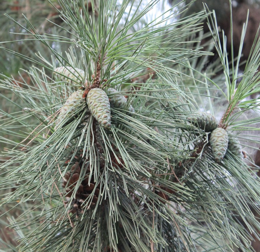 Pinus bungeana