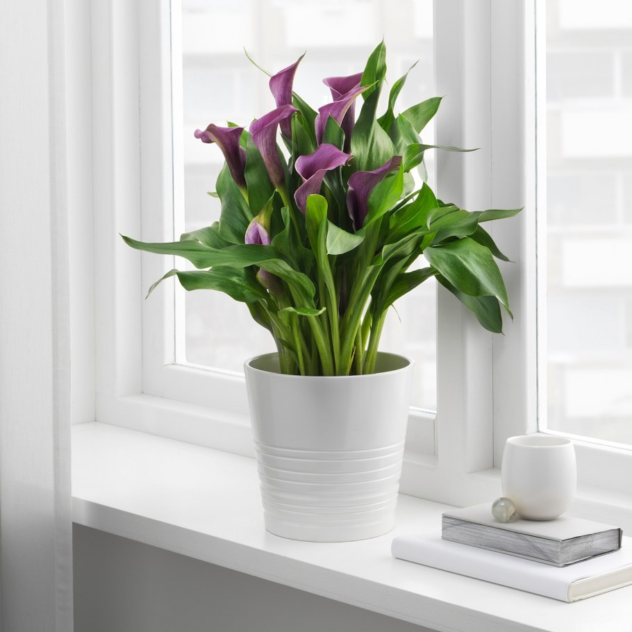 Калла Сан Ремо