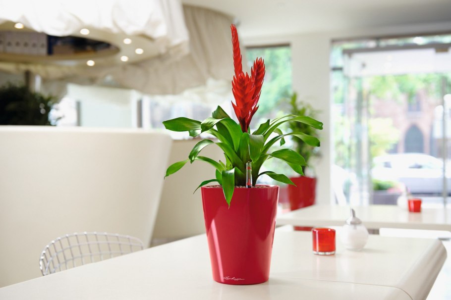 Вриезия спленриет