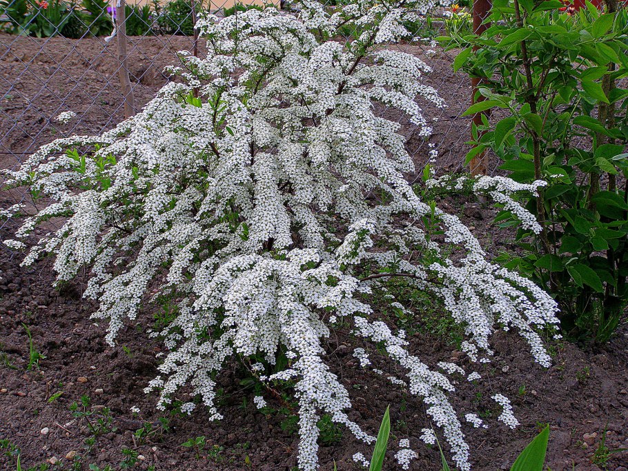 Спирея серая Вангутта