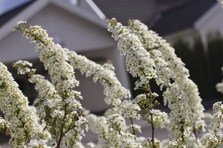 Спирея серая Грефшейм