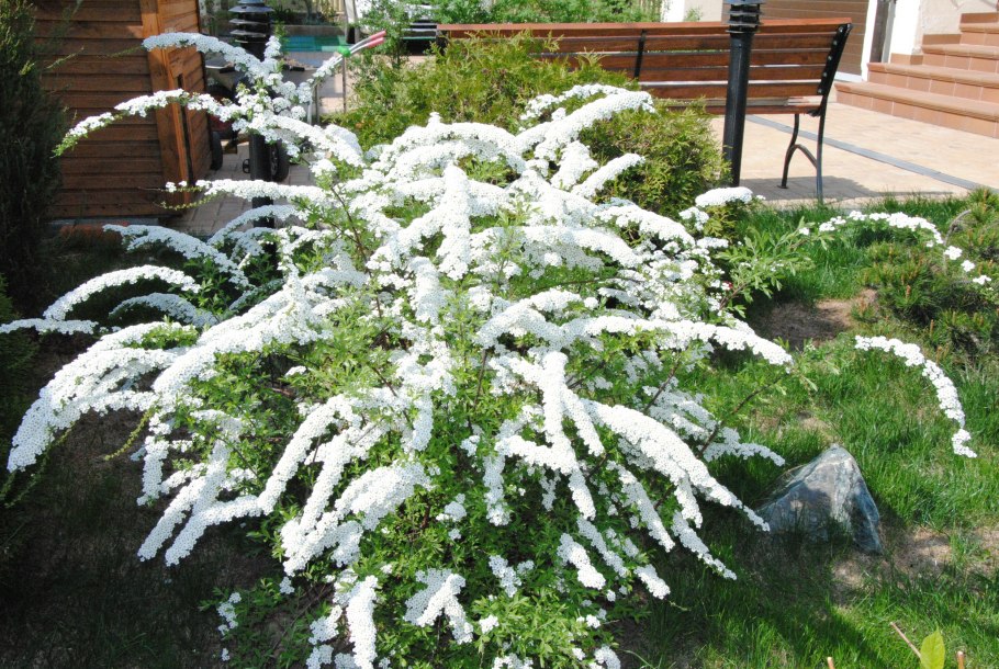 Спирея ниппонская флашенфуллер