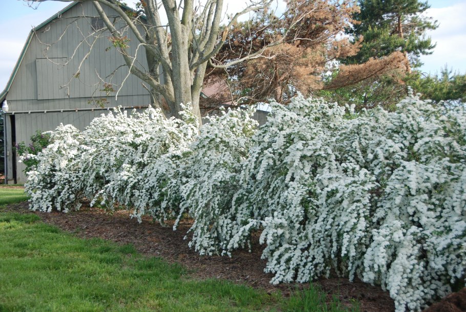 Спирея серая (сорт 'Grefsheim')