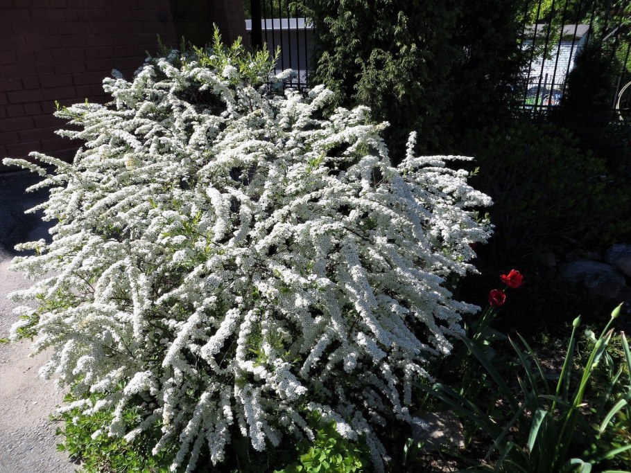 Спирея Вангутта Грефшейм