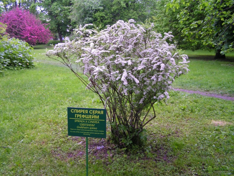 Спирея японская Грефшейм