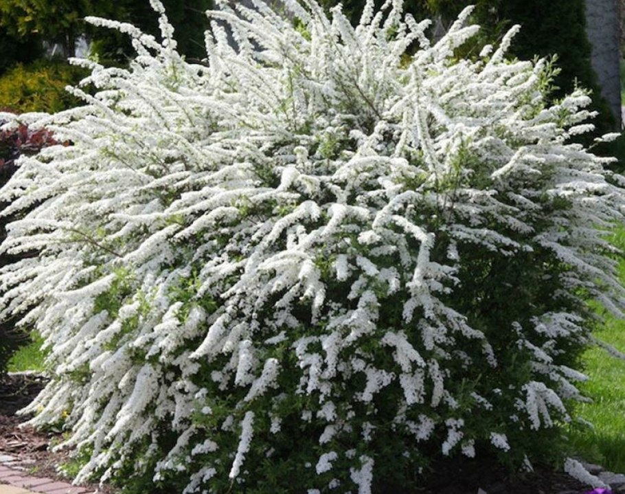 Спирея Грефшейм Живая изгородь