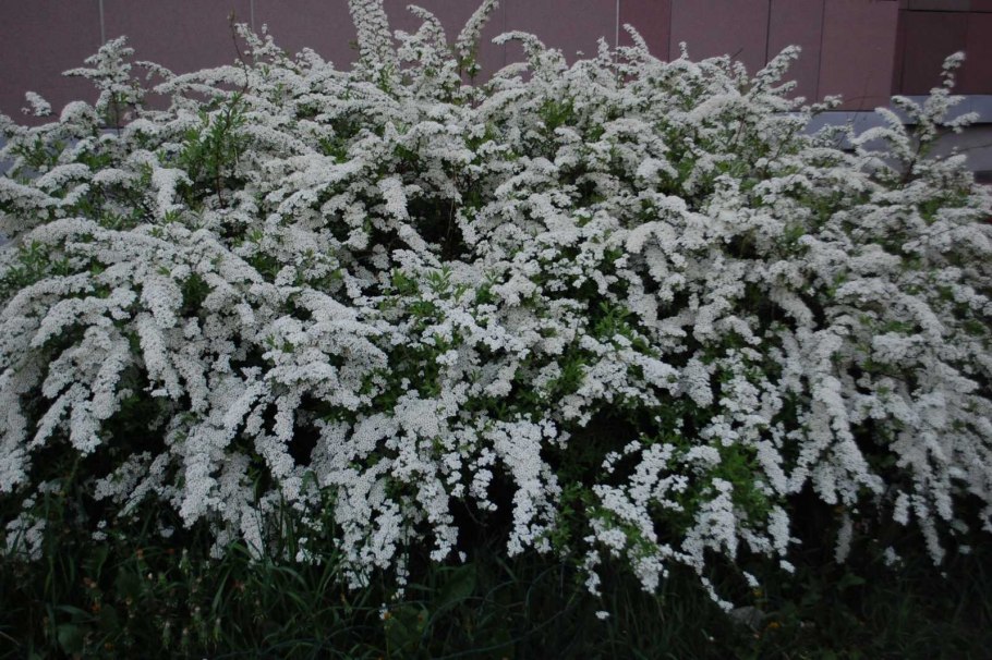 Спирея японская Грефшейм