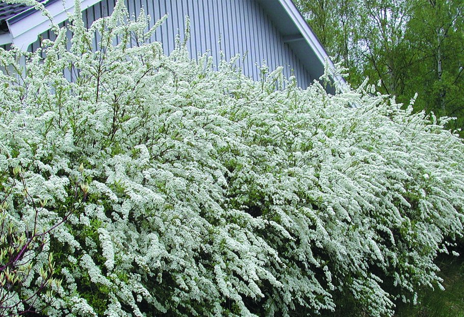 Спирея Грефшейм Живая изгородь